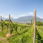 Pinot *